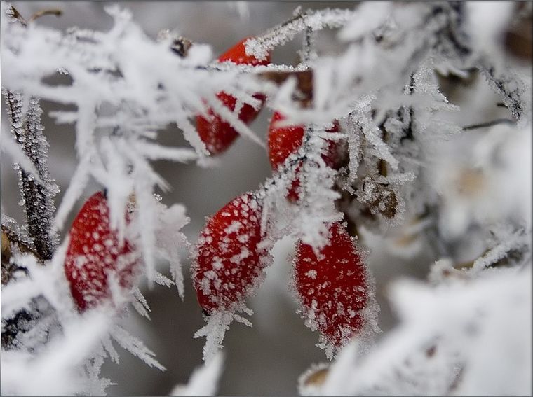 Фото Зима Пришла