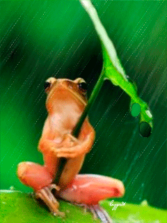 Лягушонок под дождём - Животные в картинках