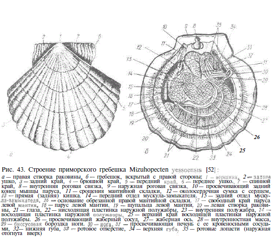 Строение устрицы рисунок с описанием