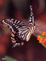 Бабочки, мотыльки, стрекозы картинки