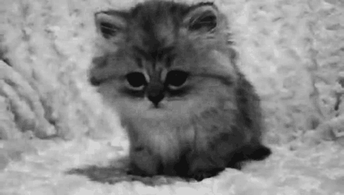 Кошка плачет