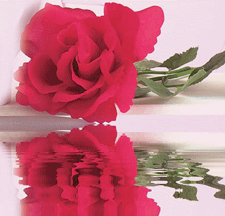 розовый цветок