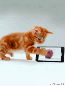 Котенок играет с айфоном - Кошки анимашки
