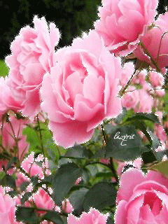 Нежные розовые цветы - Цветы анимашки