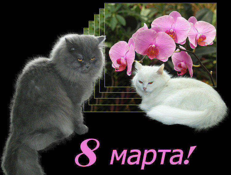 Картинки кошки точики