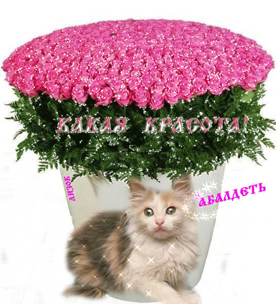 Какая Красота Картинки С Надписью Анимация