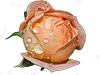 Розы смайлик