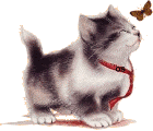 Коты, кошки, котята картинки