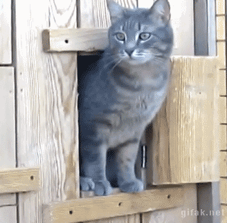 Кошка с котенком.Юмор и приколы gif