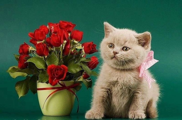 открытки с днем рождения с розами котятами знает