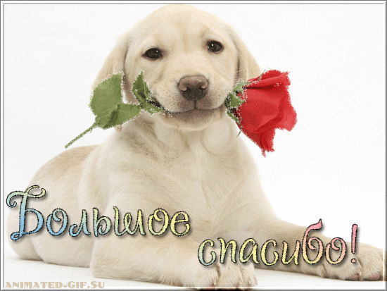 Большое спасибо! - Благодарность, спасибо...
