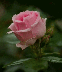 Роза 3D~Розы