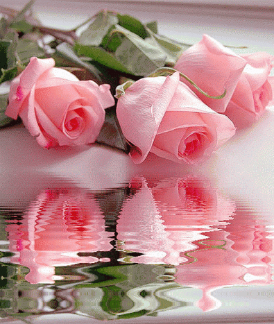 Розовые розы - Цветы красивые