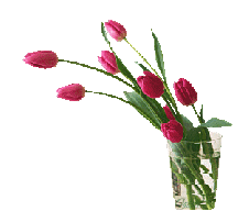 Разные цветы картинки