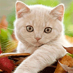 Коты, кошки, котята картинки