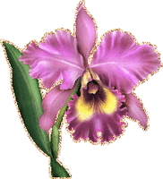 Сиреневая орхидея картинка