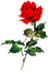 Розы смайлик