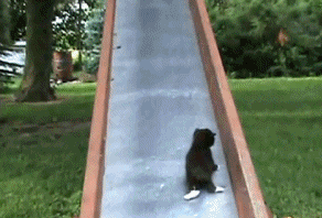 Кошка с котятами на горке - Юмор и приколы gif
