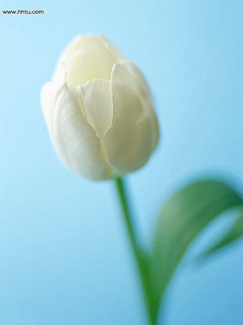 Тюльпан - Цветы красивые