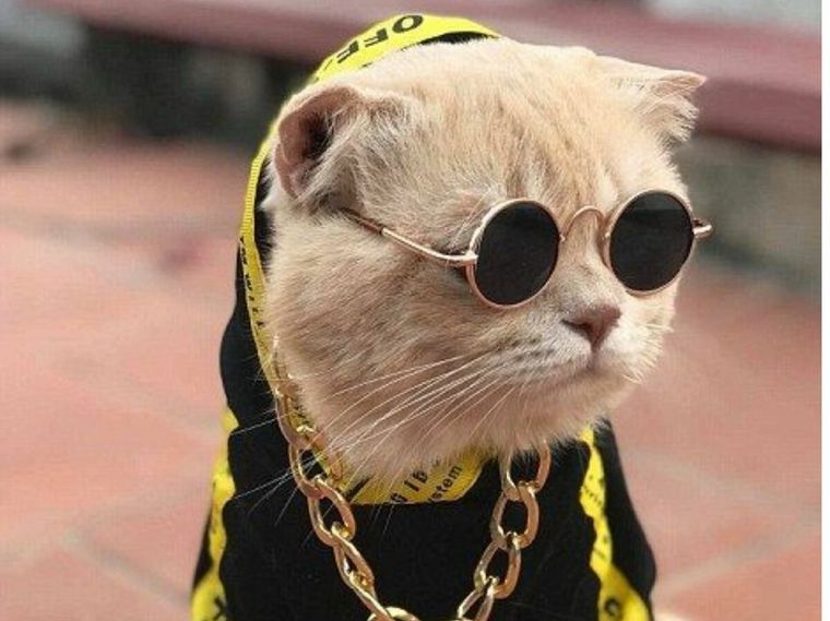 Крутые котики
