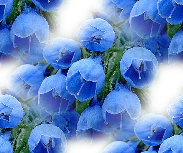 Открытки синего цвета. Нежные голубые цветы. Нежно голубые цветы. Весенние цветы в голубых тонах. Нежные синие цветы.