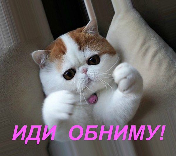 Картинки хочу обнимашек с котиками