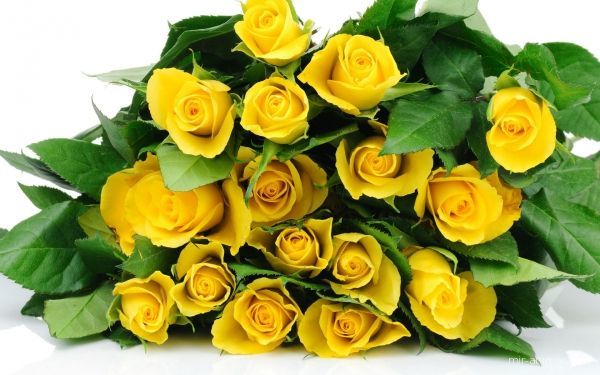 Желтые розы - это символ дружбы и признания - Розы картинки для поздравления