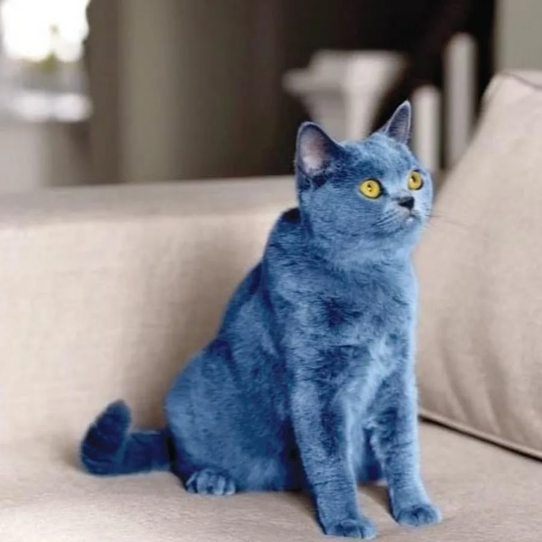 Ну голубой. Сибирский голубая кошка короткошерстная. Европейская голубая короткошерстная кошка. Голубой британец кот. Синяя кошка.