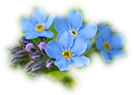 Голубые цветы словно наши мечты