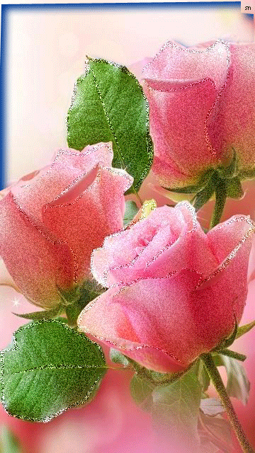 Букет роз - Цветы красивые