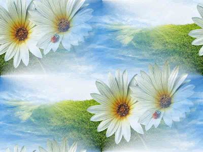 Разные цветы картинки