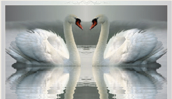 Два лебедя - Птицы анимированные