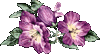 Сиреневые цветы