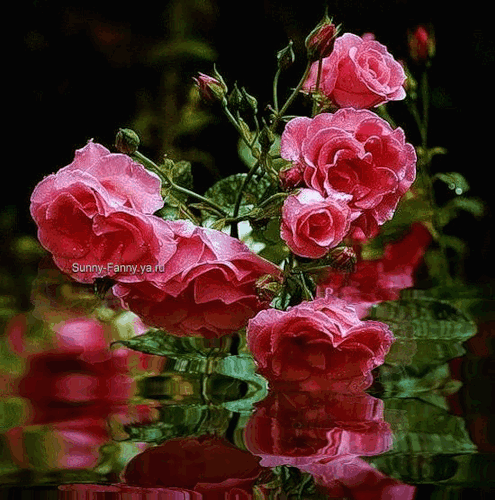 Живые розы фото анимация - Цветы красивые