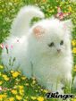Коты смайлик