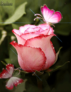 Блестящая роза.Розы