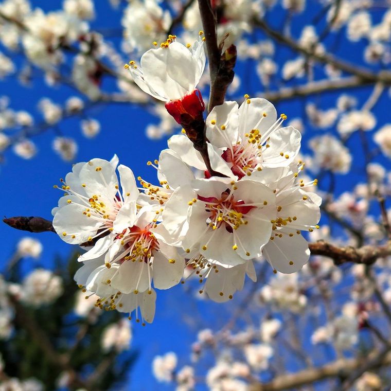 Город весной. Весенний город. Цветущие деревья весной. Сакура в китайском саду на литейном. Весенний город.