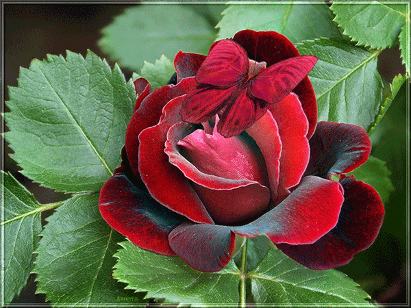 Тёмная красная роза и бабочка - Цветы картинки