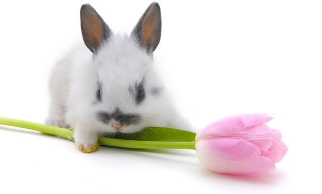 Кролик с тюльпаном.Животный мир