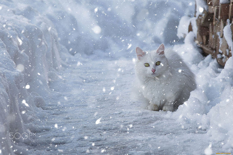 Снежный кот песня