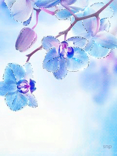 Голубые орхидеи - Цветы анимашки