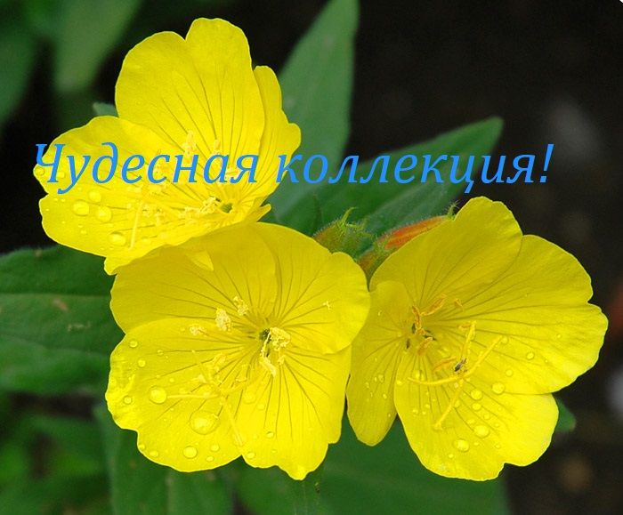 Фото Цветов Веселые Ребята