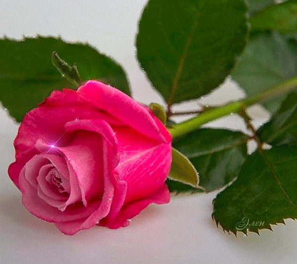 Роза~Розы