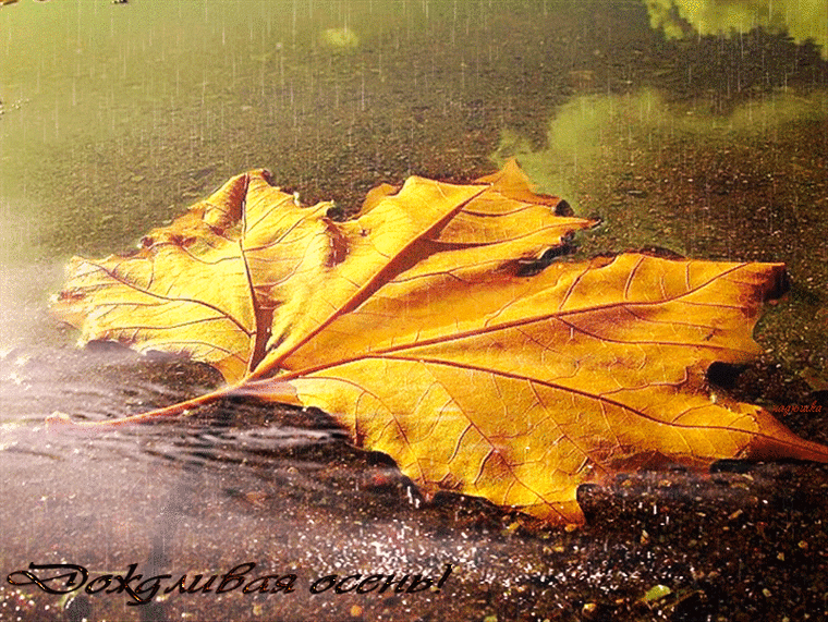 Ночью по листьям стучал беспрерывно. Осенний дождь. Осень дождь. Осенний дождь и листопад. Осень листопад дождь.
