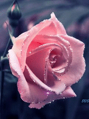 Роскошная нежная роза картинка