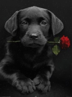 Собака с розой - Животные