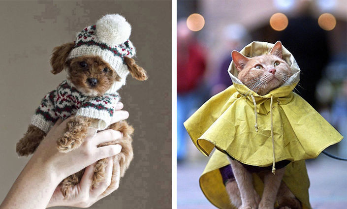 Одежда для собак своими руками: мастер класс по вязанию свитера, выкройки