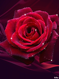 Бархатная роза.Розы