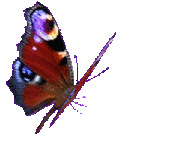 Изображения в формате gif. Анимированные бабочки на прозрачном фоне. Бабочки анимация на прозрачном фоне. Гиф анимация бабочка на прозрачном фоне. Бабочки летающие анимация.