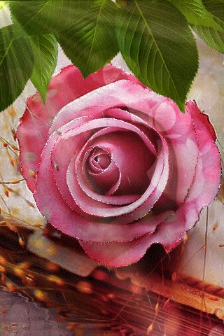 Гиф открытка Роза.Цветы красивые